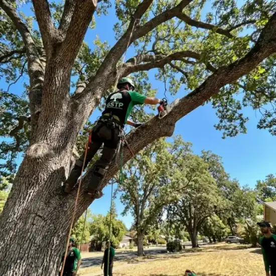Certified arborist climbing a Sonoma oak tree with chainsaw
