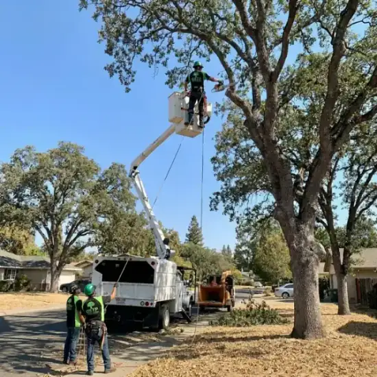 Bucket truck trimming a large oak tree in Sonoma