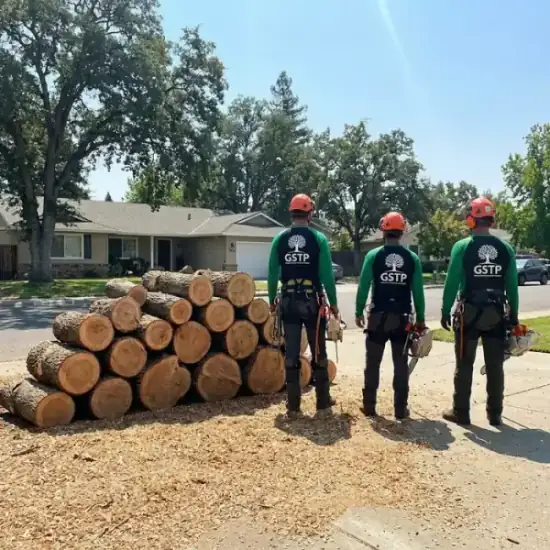 Freshly cut oak logs from a Sonoma tree removal